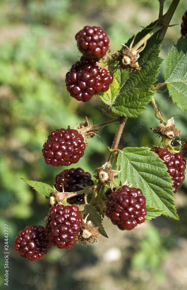 blackberry close up blackberry close up