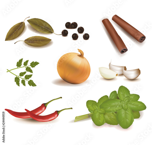 Spices. Vector.