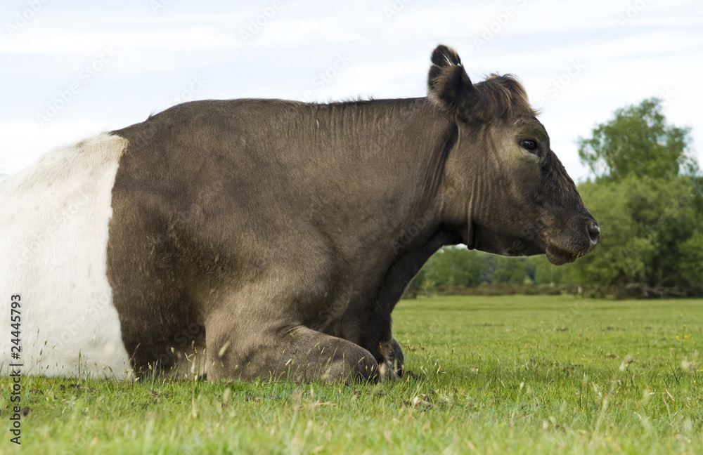 Fototapeta premium large cow laying down on the grass