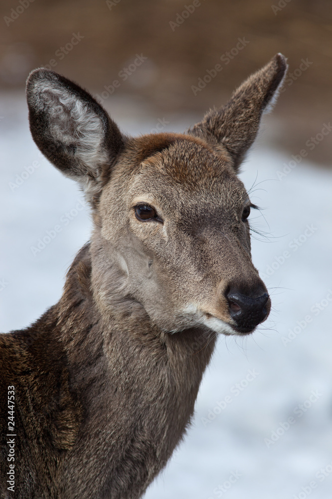 Sika Deer, Cervus nippon