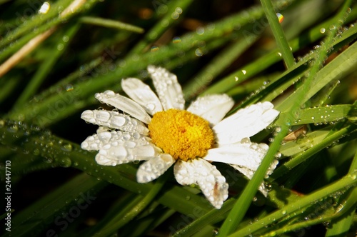 Rosée sur marguerite photo