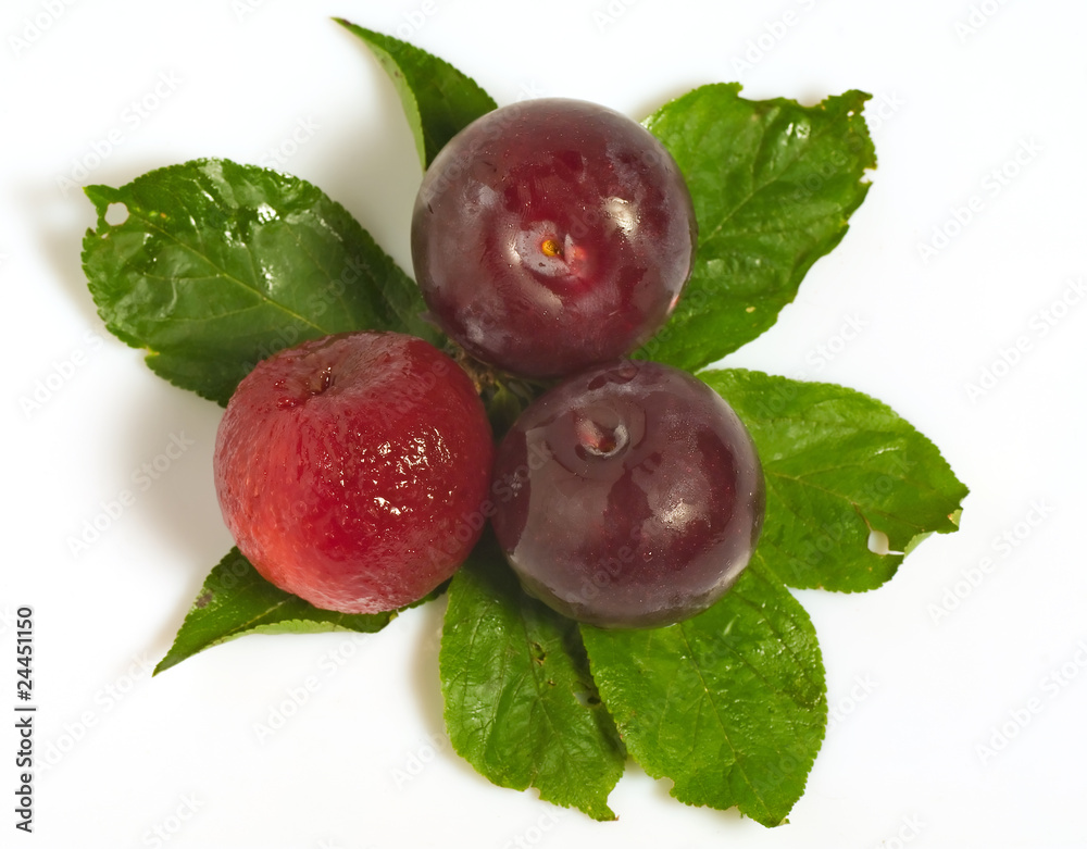 Obraz premium Plums