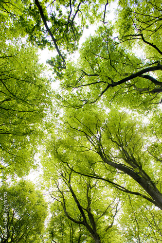 forest  Brittany  France