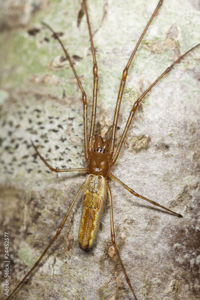 Longjawed orbweaver sitting on wood. Extreme close-up Longjawed orbweaver sitting on wood. Extreme close-up