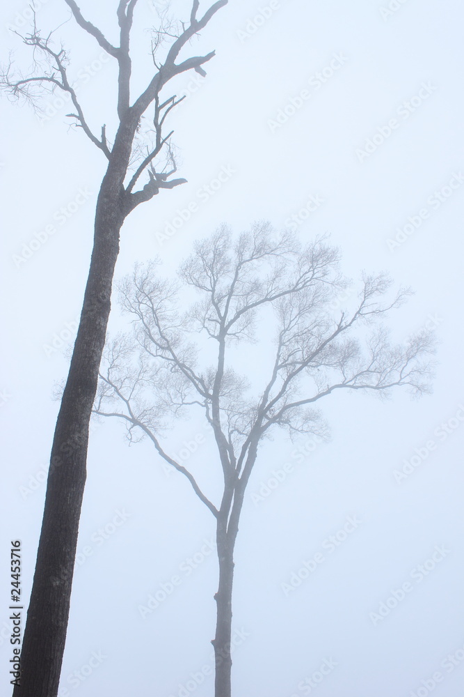 Fototapeta premium Dry tree in the mist