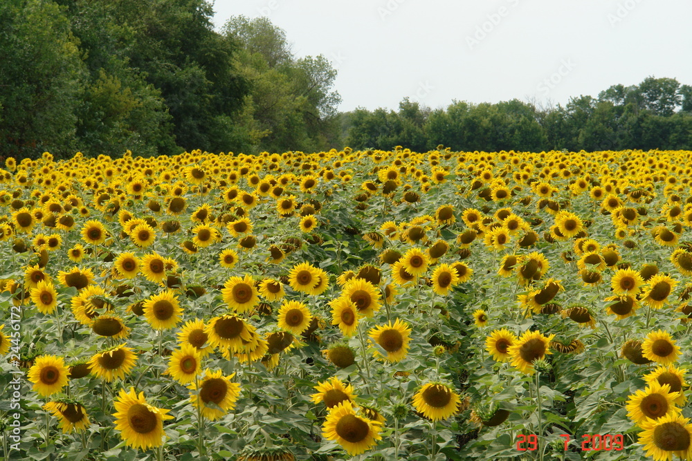 Obraz premium природа