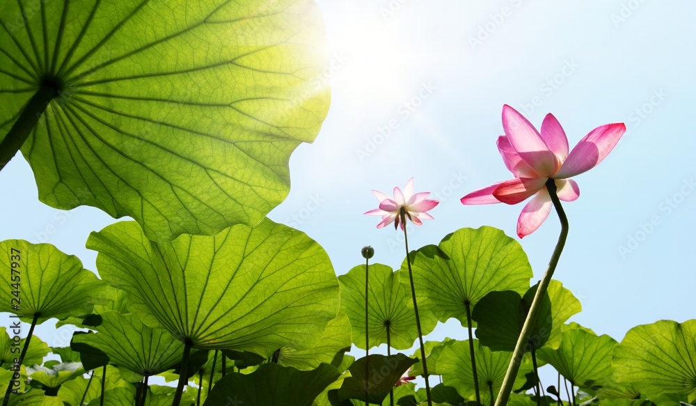 Naklejka premium Lotus