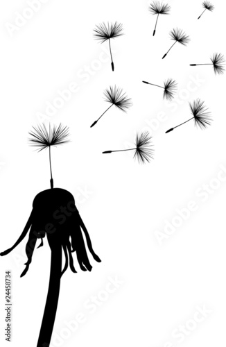 last dandelion seed illustration