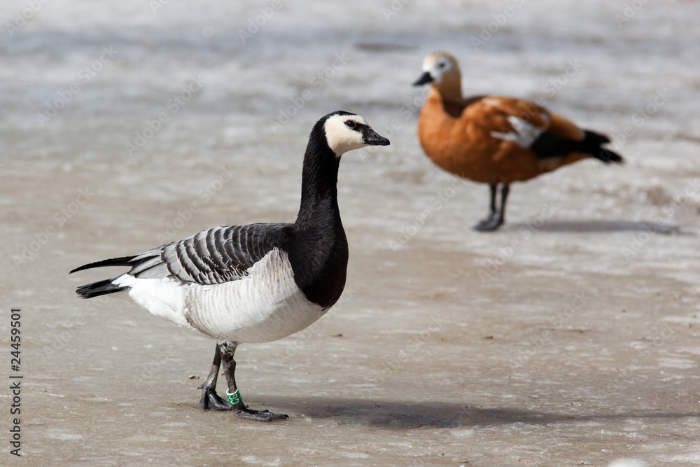 Barnacle Goose, Branta leucopsis Barnacle Goose, Branta leucopsis
