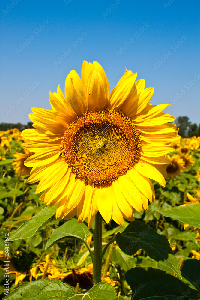 Fototapeta premium sunflower field over cloudy blue sky