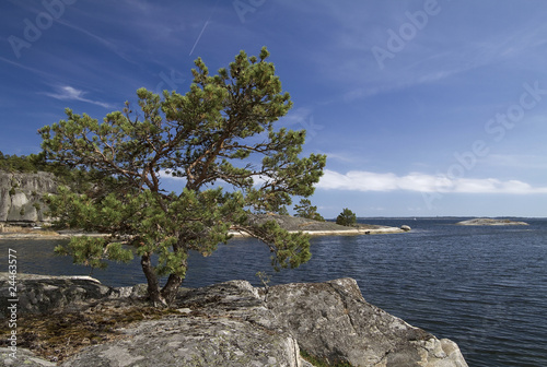 Pine tree on the rocks.