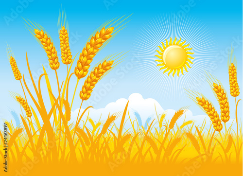 rich harvest of wheat