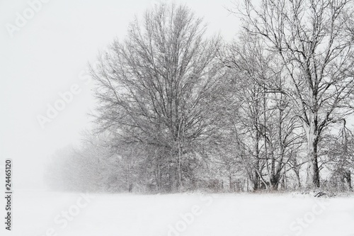 Trees in a snow storm