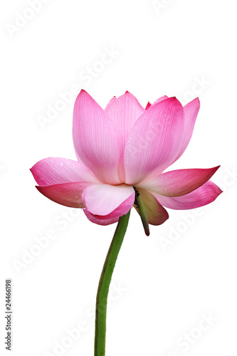 isolated lotus flower © chungking