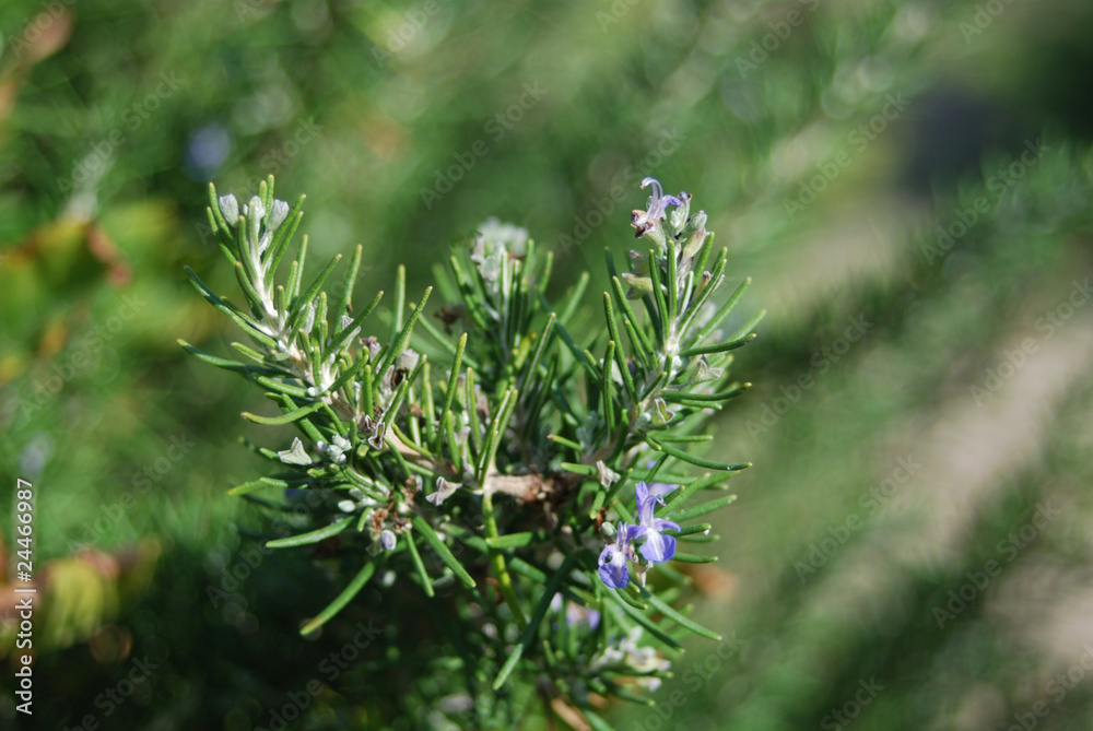A rosemary bush with many flowers A rosemary bush with many flowers