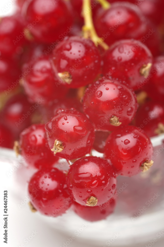 Red currant Red currant
