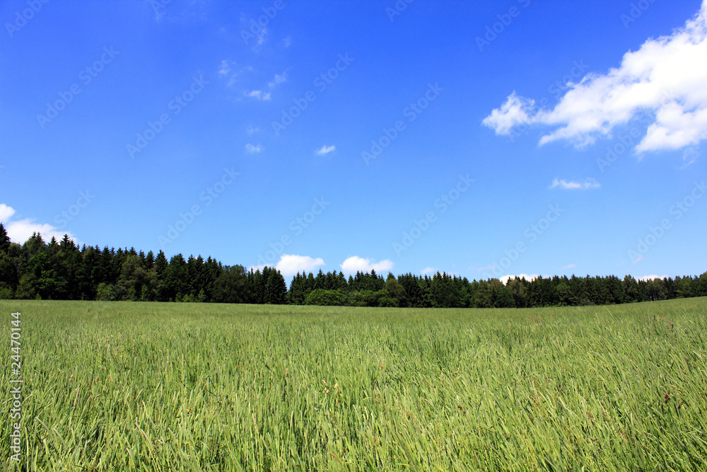 Fototapeta premium green cornfield forest blue sky and white clouds