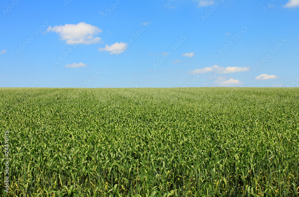 green cornfield blue sky and white clouds