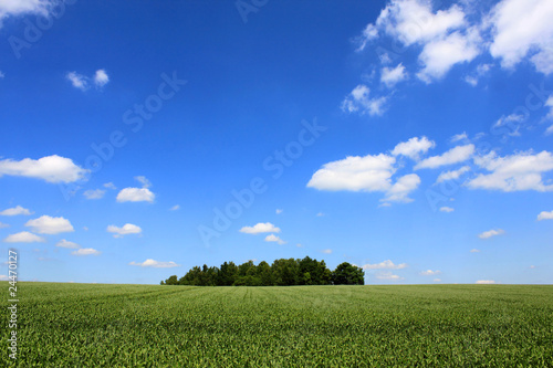 green cornfield trees blue sky and white clouds