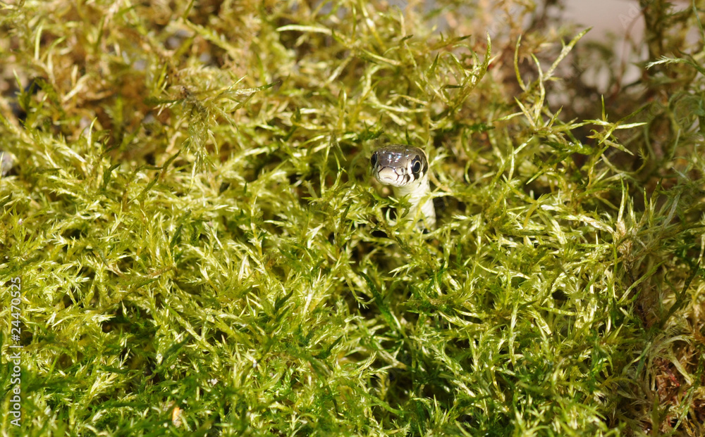 Obraz premium Ringelnatter