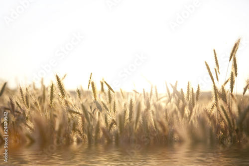 Golden spikes and water