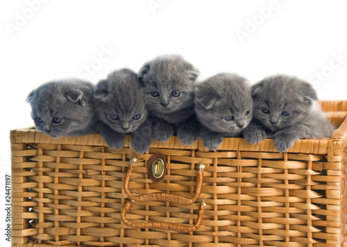 Kittens