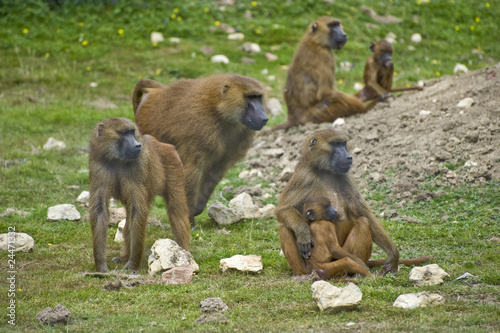 Baboon family troop
