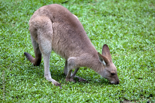 Känguru photo