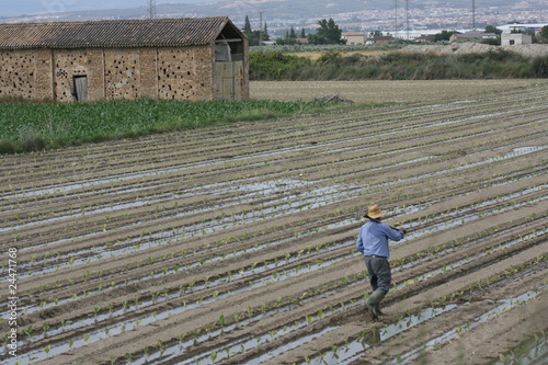 campo de tabaco recien plantado photo