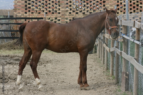 caballo atado a la valla photo