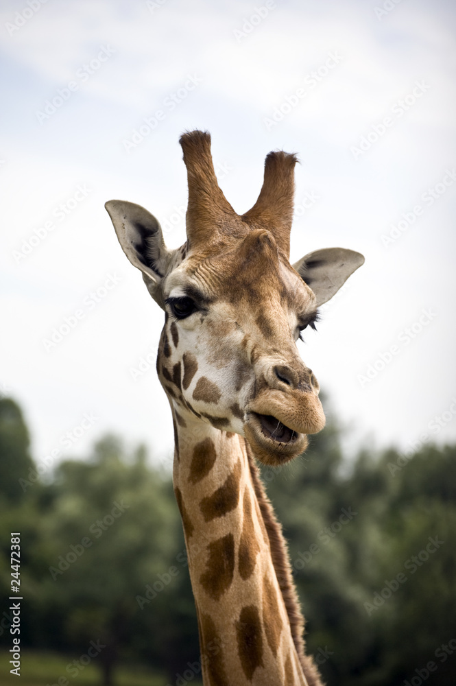 Naklejka premium Giraffe portrait