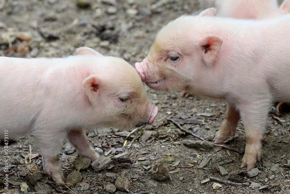 Tierisches anbändeln