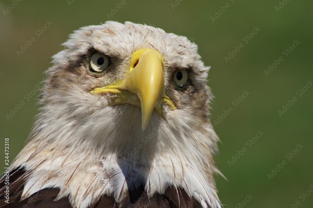 águila águila