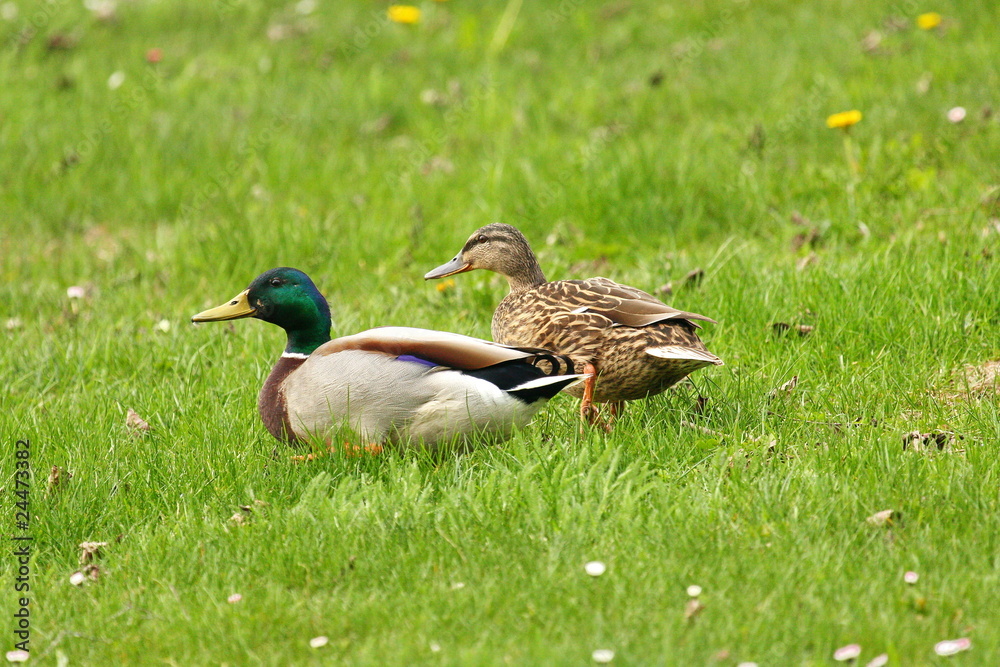 Enten Enten