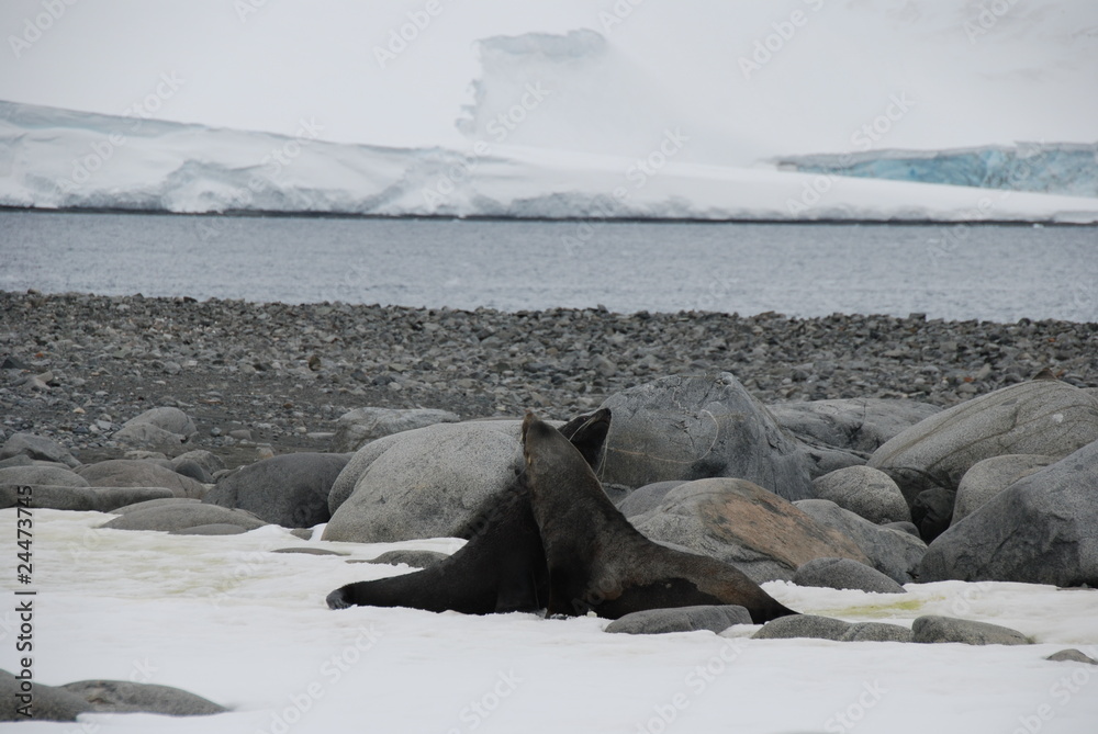 Naklejka premium Antarctic Seals Hugging