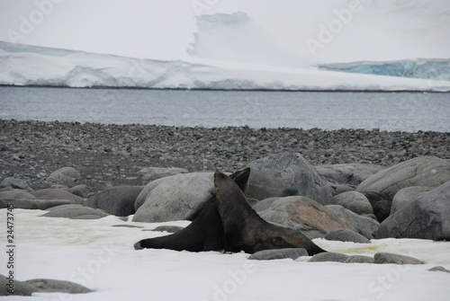 Antarctic Seals Hugging