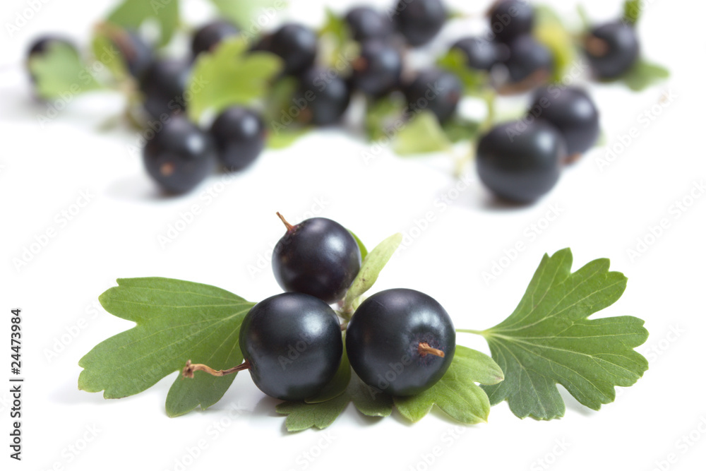 Fototapeta premium Golden Currant