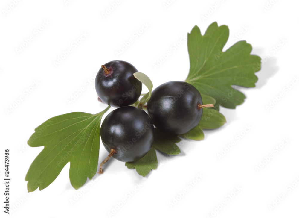 Golden Currant Golden Currant