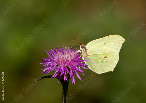 Butterfly. Common brimstone.