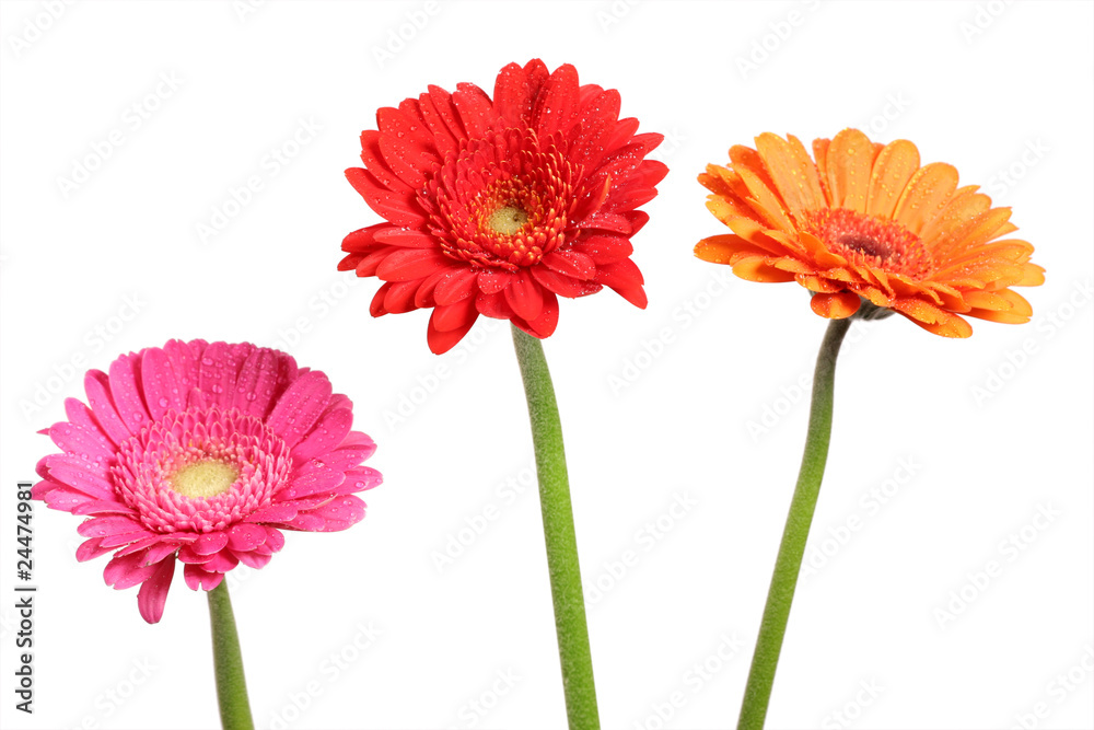 tree diffrent gerberas tree diffrent gerberas