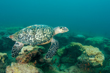 Sierkussen Schildpad Karetschildpad op tropisch koraalrif  © pipehorse