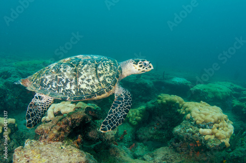 Hawksbill Sea Turtle-Eretmochelys imbriocota on a reef. © pipehorse