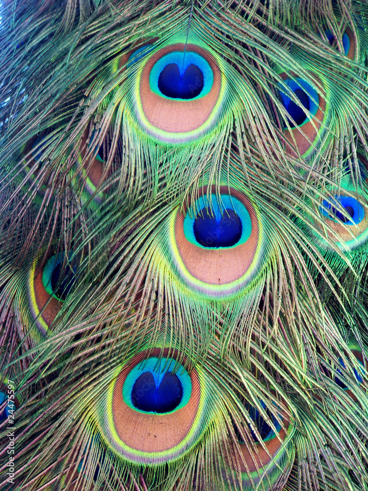 Obraz premium Peacock Feather
