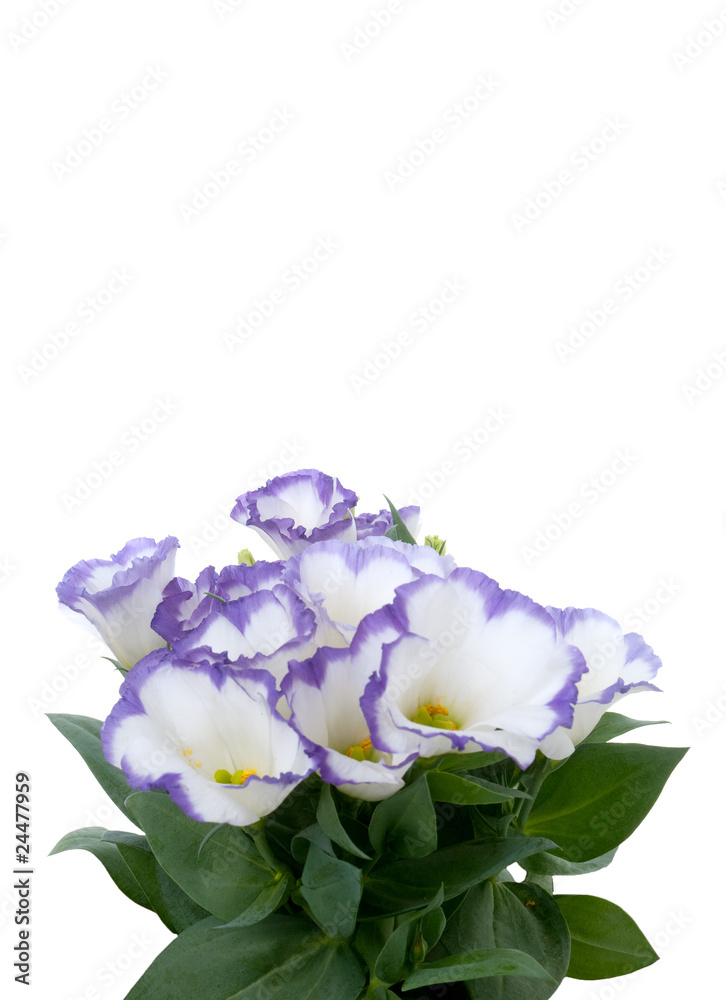 Beautiful violet flower Beautiful violet flower