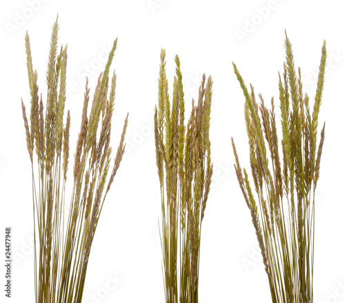 Beach grass (Ammophila arenaria)