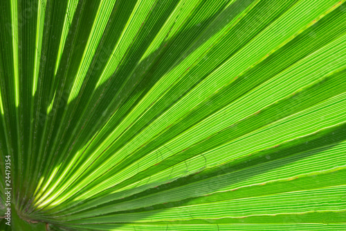 palm leaf as background