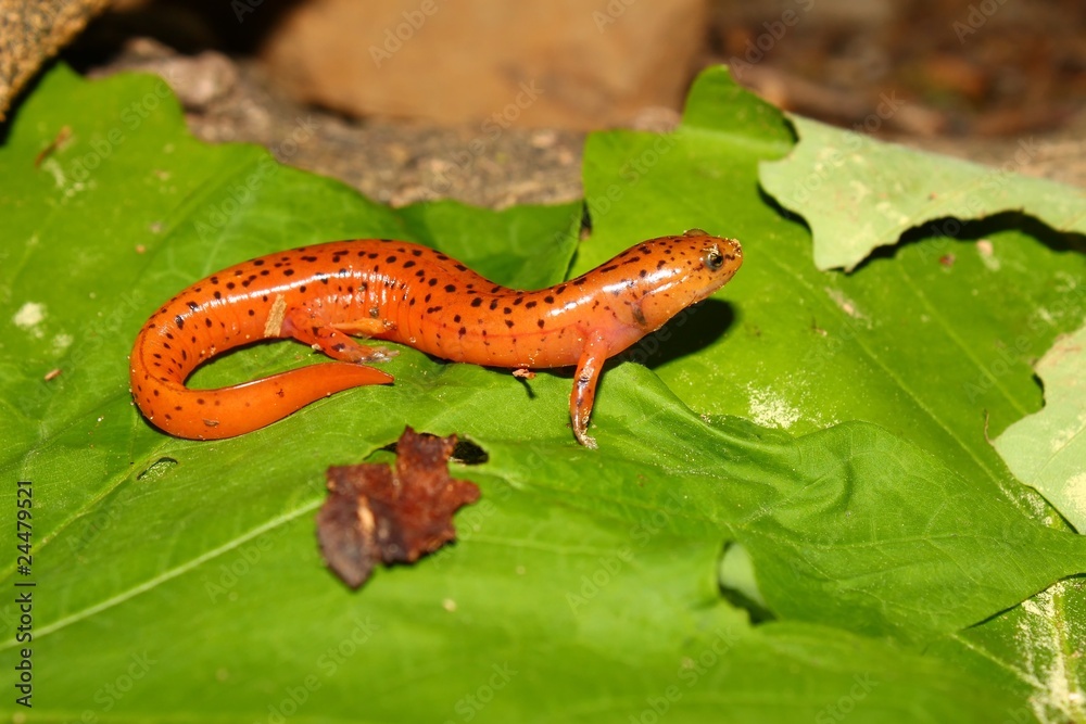 Red Salamander (Pseudotriton ruber) - Alabama Red Salamander (Pseudotriton ruber) - Alabama