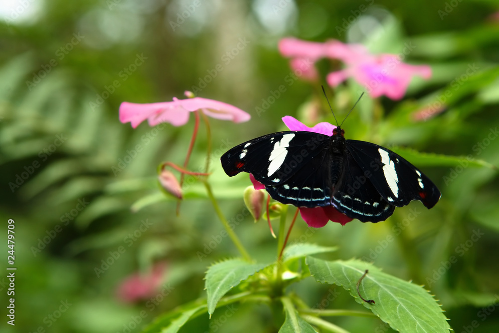 Fototapeta premium Grecian Shoemaker butterfly