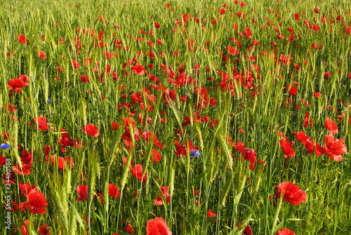 poppies in the cereal crop