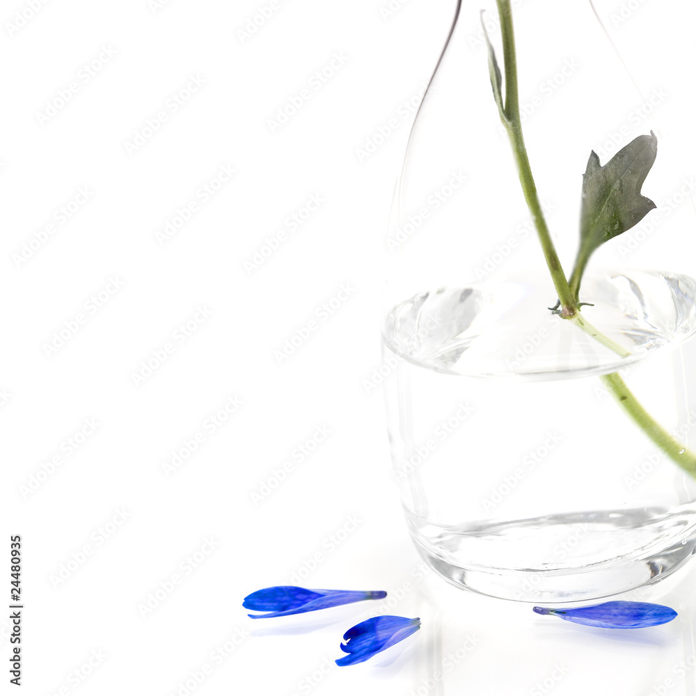 blue flower blue flower
